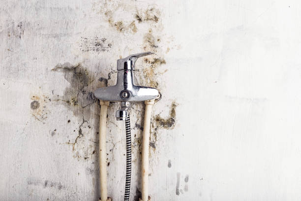 Best Certified Mold Removal  in Green Valley, SD