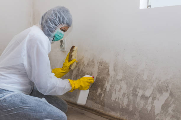Home Mold Removal in Green Valley, SD