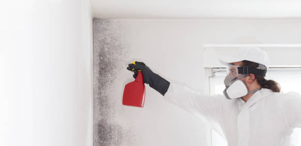 Best Office Mold Removal Services  in Green Valley, SD