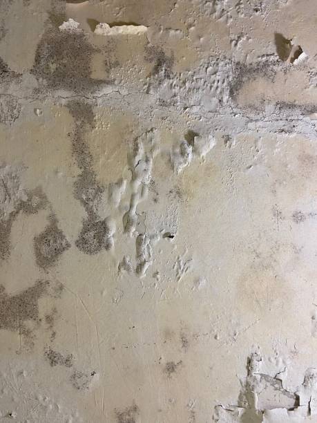 Best Affordable Mold Removal  in Green Valley, SD