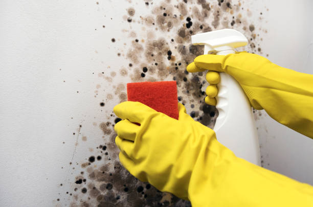 Best Black Mold Removal  in Green Valley, SD