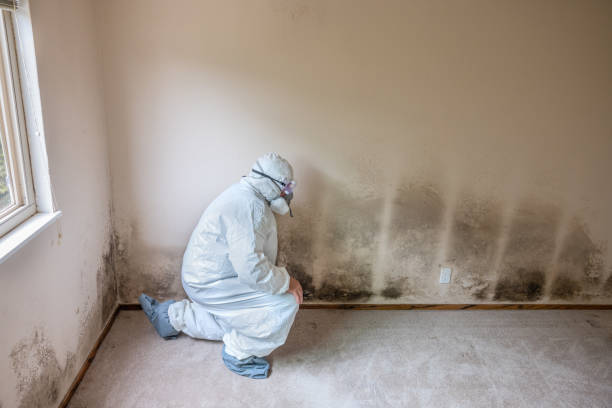 Professional Mold Removal in Green Valley, SD