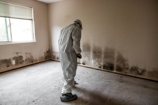 Best Black Mold Removal  in Green Valley, SD