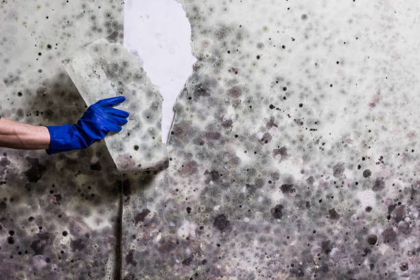 Best Same-Day Mold Removal  in Green Valley, SD