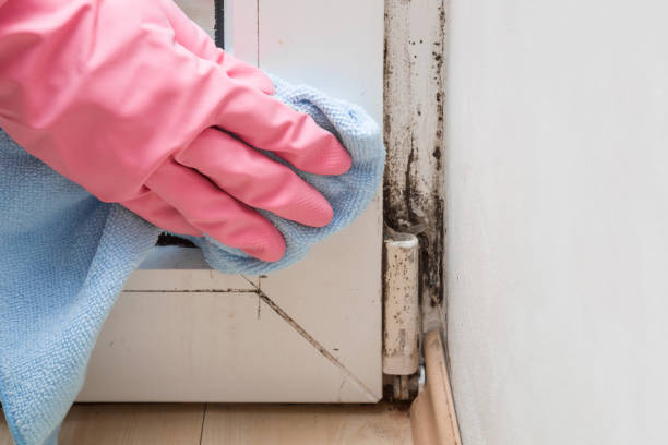 Best Mold Removal and Inspection  in Green Valley, SD