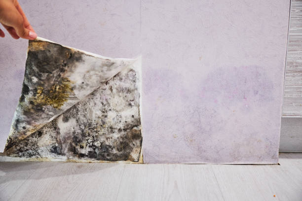Best Attic Mold Removal  in Green Valley, SD